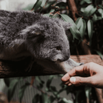 Eucalyptus Essential Oil