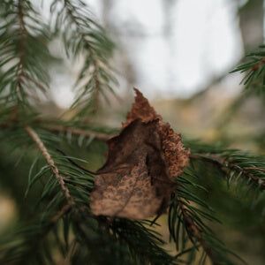 Eastern Red Cedar fragrance oil