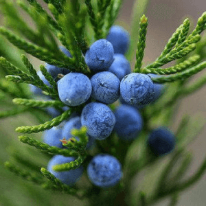 Juniper Berries fragrance oil