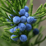 Juniper Berries fragrance oil