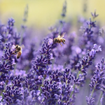 Lavender Essential Oil: Tri-Blended Bulgarian, French, & USA Wild Harvested TRUE Essential Oil