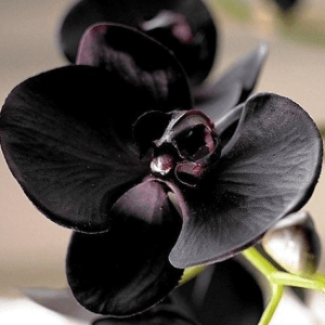 Black Orchid fragrance oil