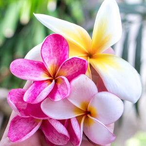 Polynesian Plumeria fragrance oil