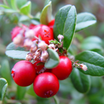 Wintergreen Essential Oil